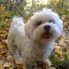 Coco (LOE: Cachito de Cabo de Gata)